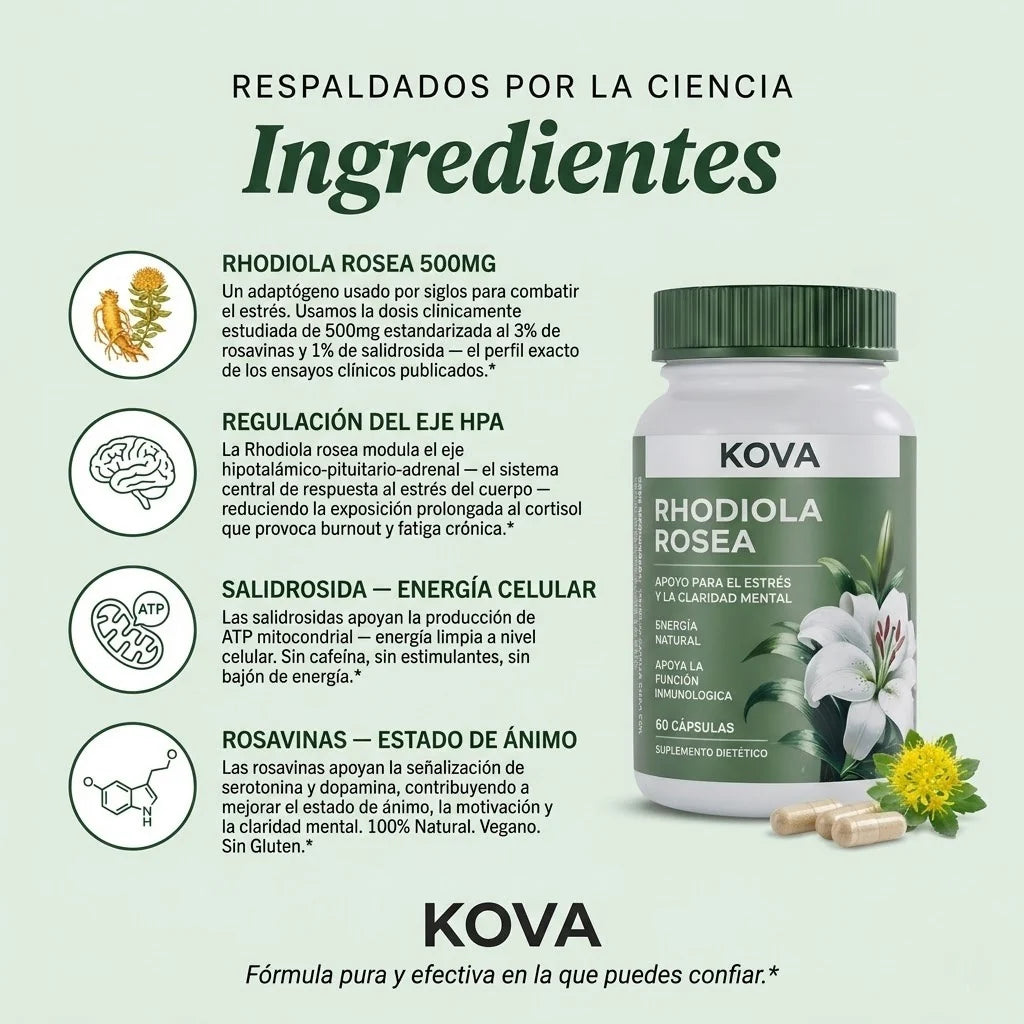 Rhodiola Rosea – Cortisol Alto. Energía Baja. Esto lo Cambia.