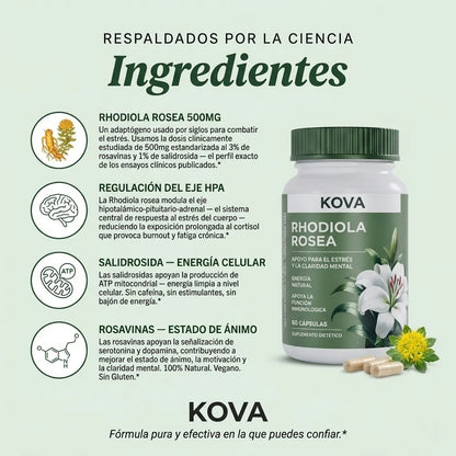 Rhodiola Rosea – Cortisol Alto. Energía Baja. Esto lo Cambia.