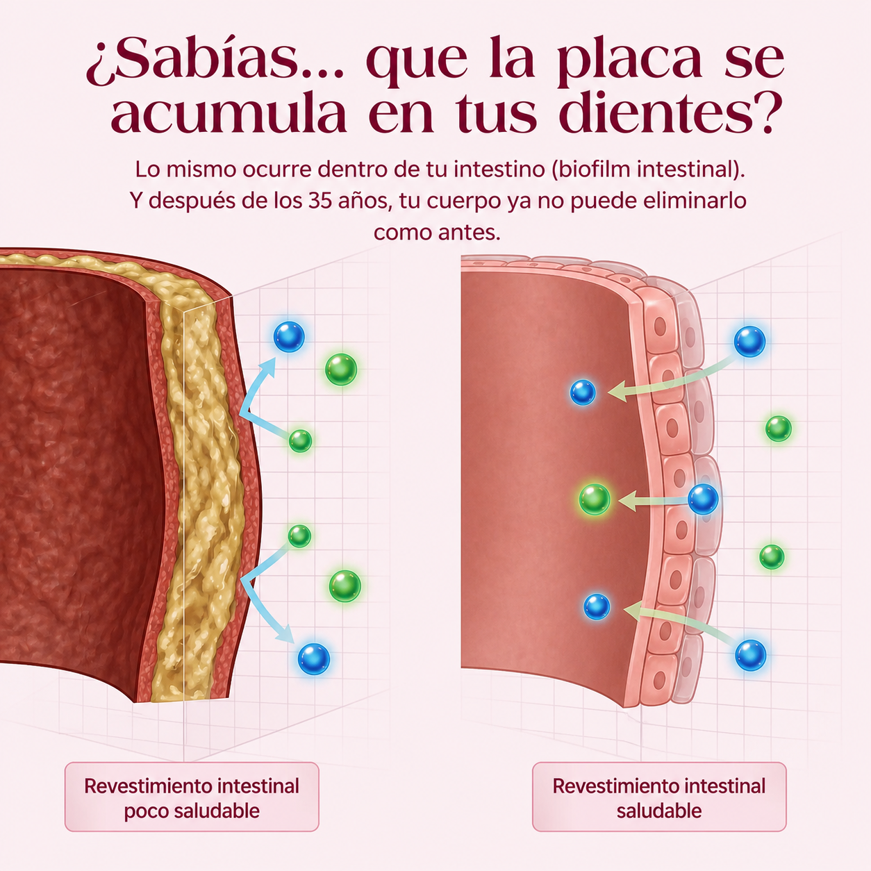 Cápsulas para la Biopelícula Intestinal ● Nuora